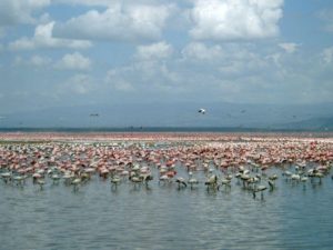 Millions of flamingos in Lake Nakuru, Kenya
