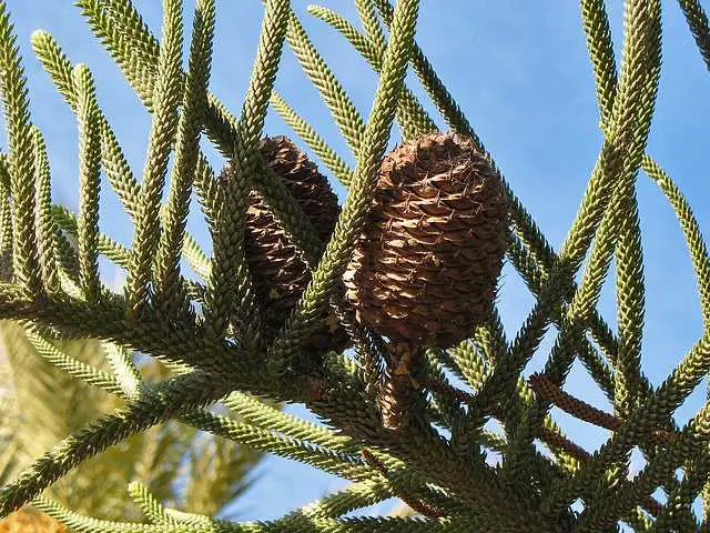 Norfolk pine, cones