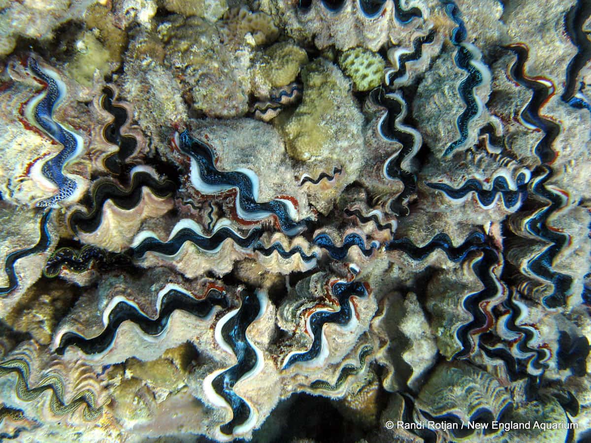 Community of giant clams, Orona Lagoon in Kiribati