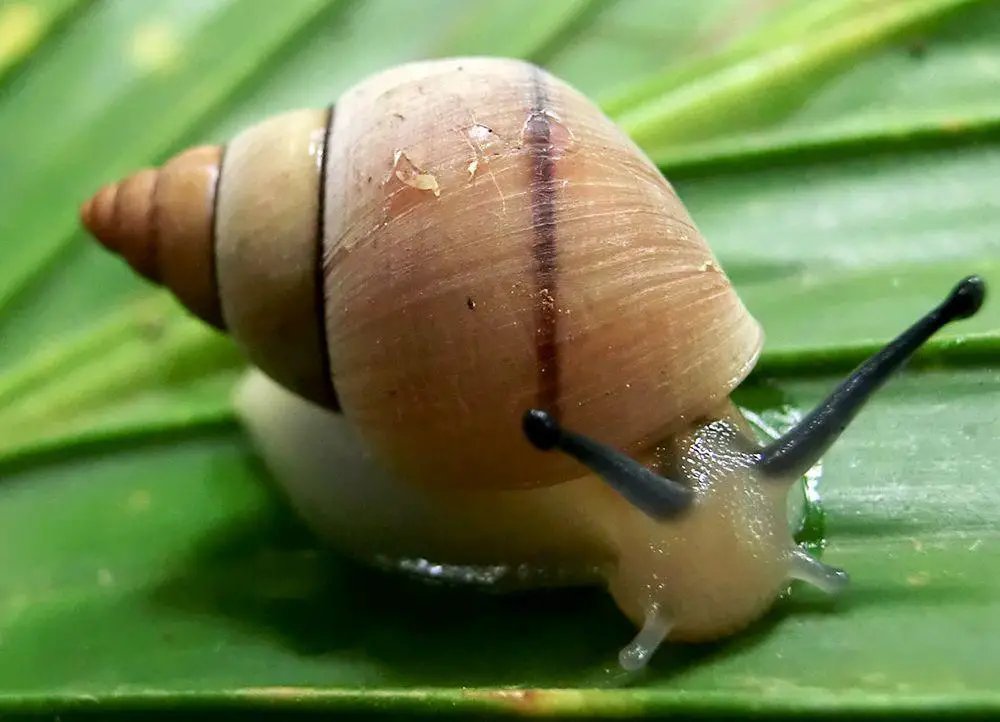 Pachnodus praslinus - endemic snail in Praslin, Seychelles
