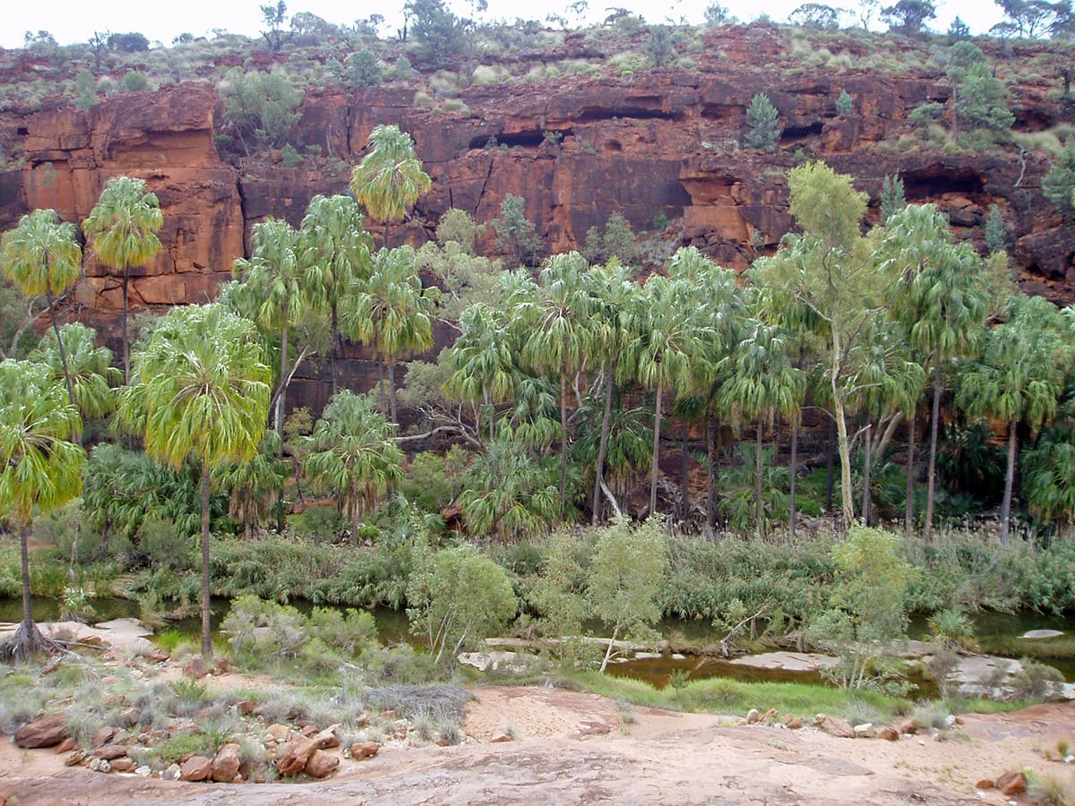 Palm Valley - the only place in the central deserts of Australia where grow palms