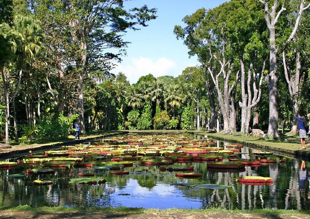 Pamplemousses Botanical Garden, Mauritius