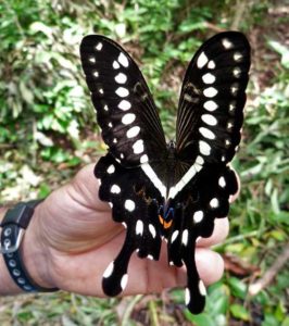 Papilio lornieri in Sangha forest, Central African Republic