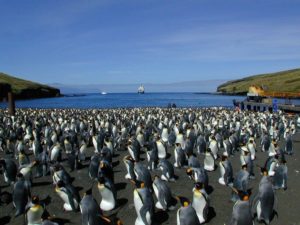 Penguins in Crozet Islands, Possession Island