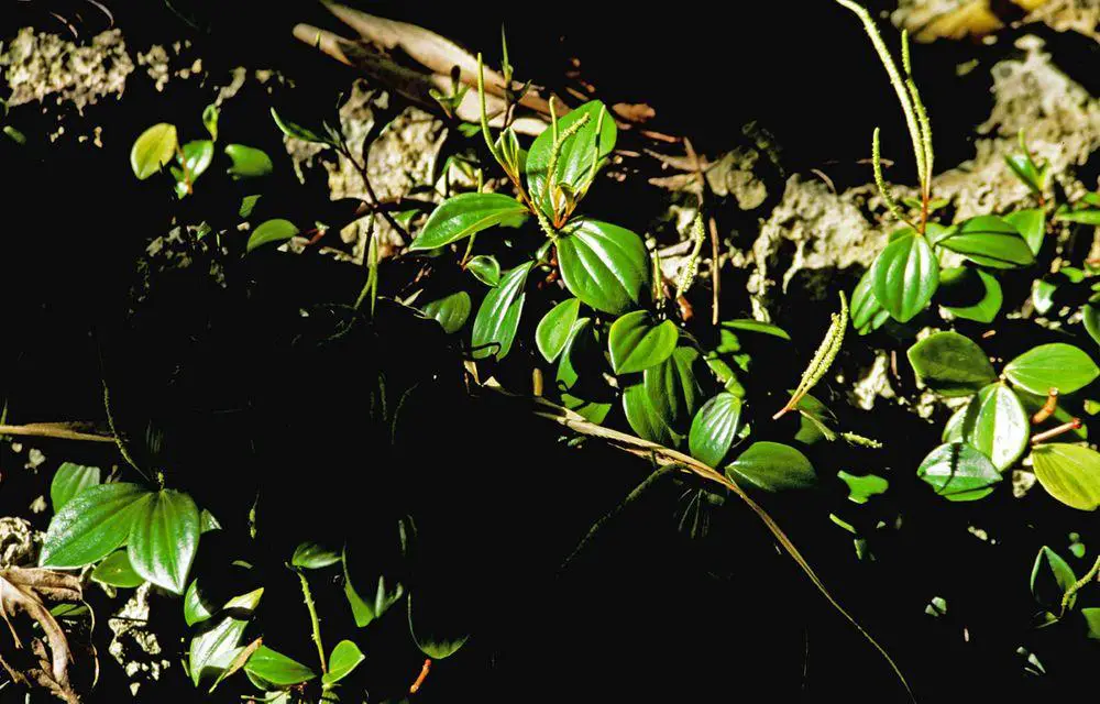 Peperomia hendersonensis in Henderson Island