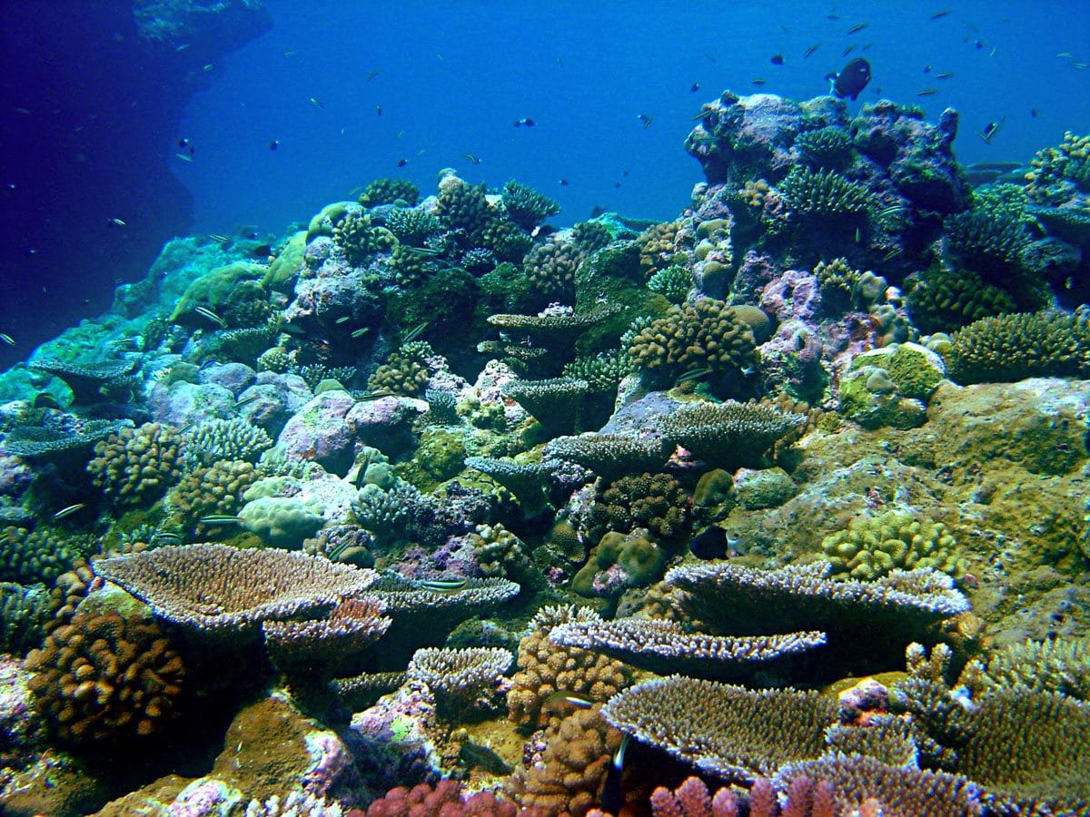 Reef in Pohnpei