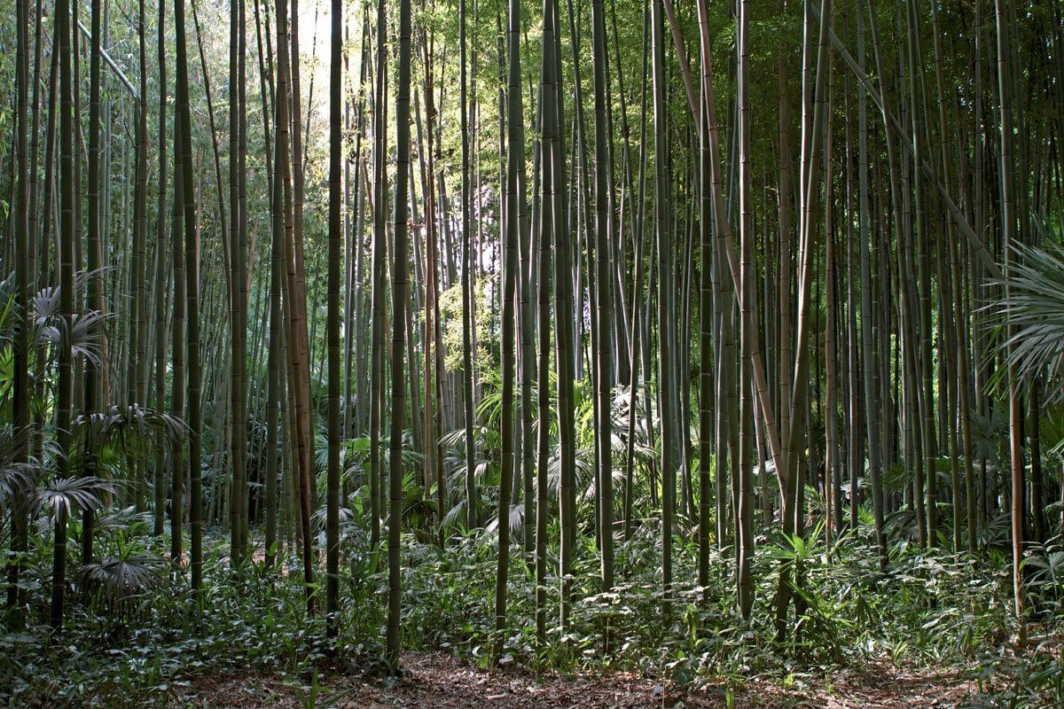 Prafrance Bamboo Forest, France