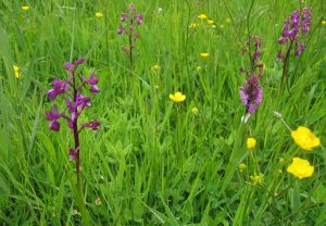 Le Noir Pré orchid meadow, Jersey