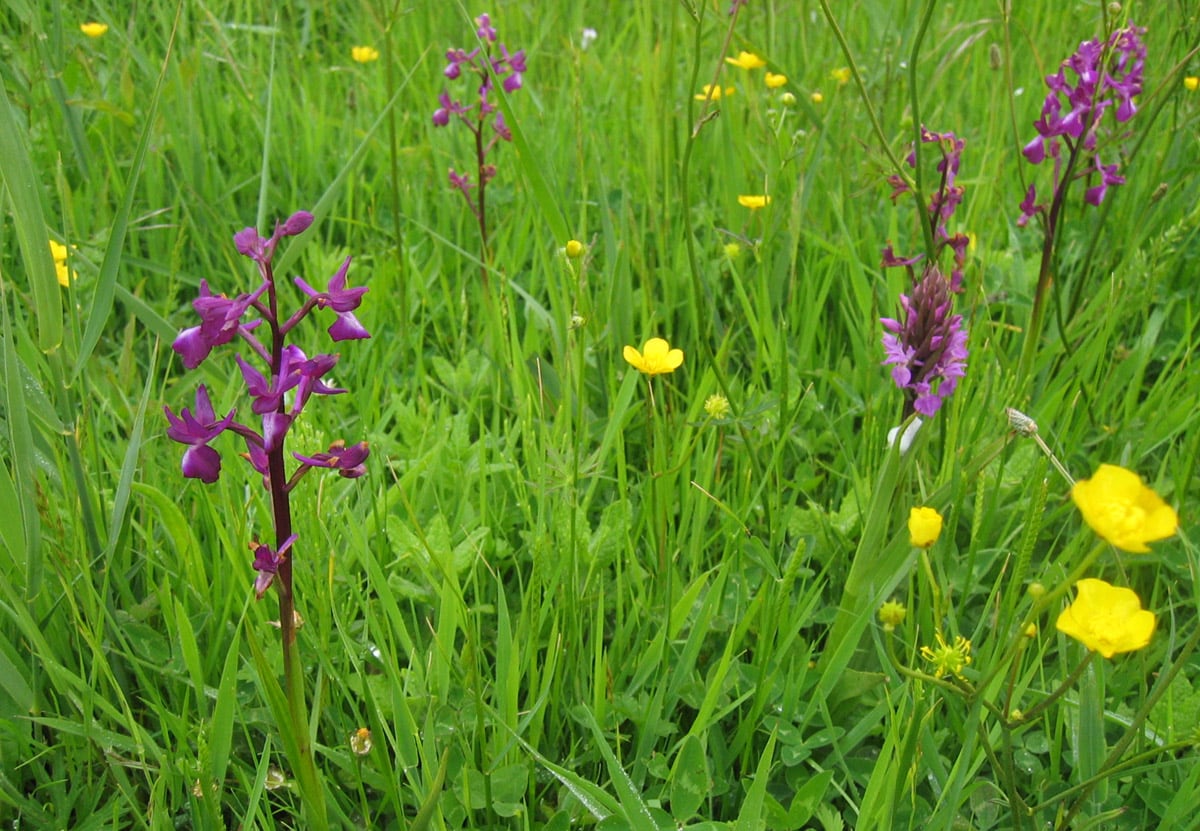 Le Noir Pré orchid meadow, Jersey