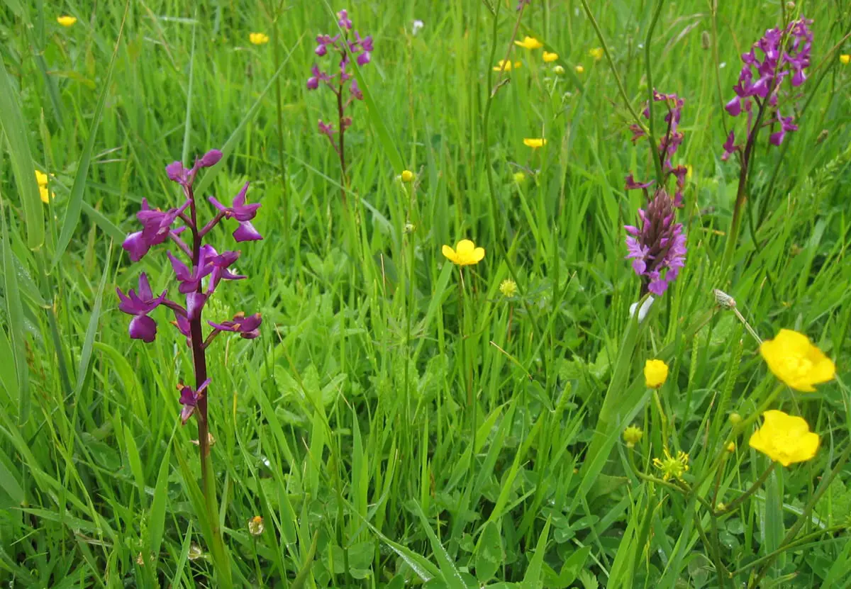 Le Noir Pré orchid meadow, Jersey