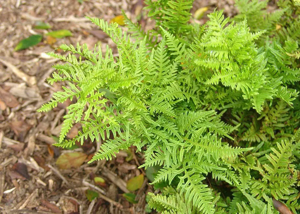 Fern Pteris adscensionis, endemic of Ascension Island