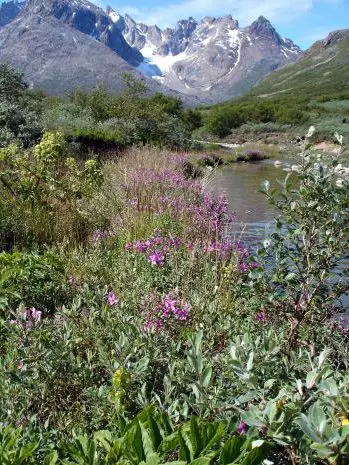 Forested valley in Greenland, possibly - Qinngua Valley, Greenland