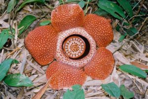 Rafflesia keithii near Mount Kinabalu