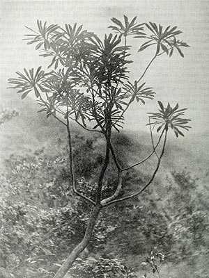 Robinsonia berteroi - now extinct