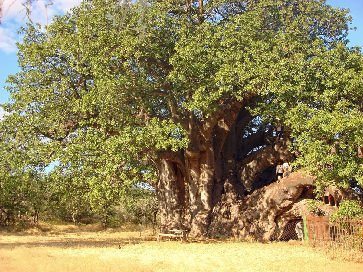Sagole Baobab, South Africa