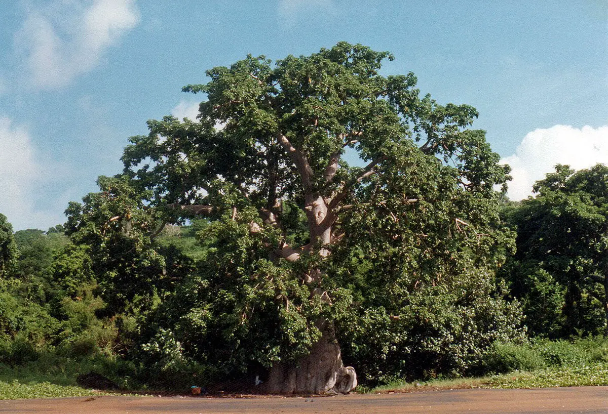 Baobab at Sakouli beach, Mayotte