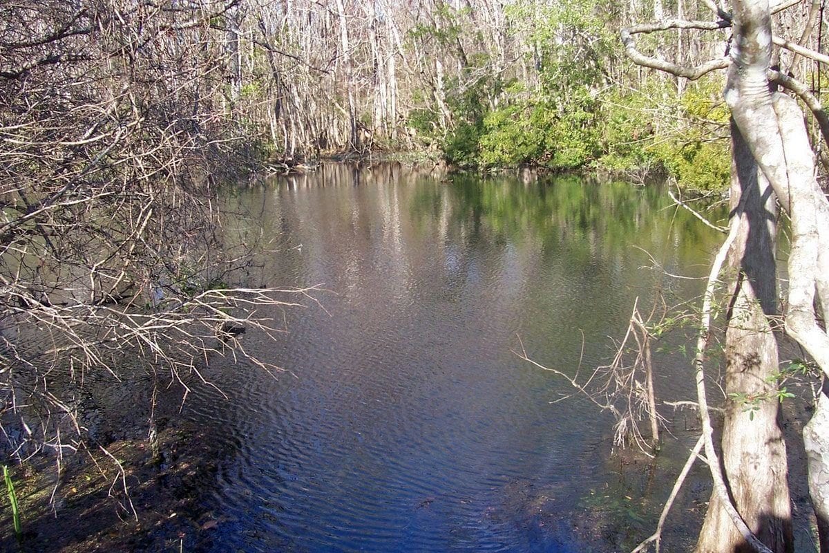 Sally Ward Spring, Florida