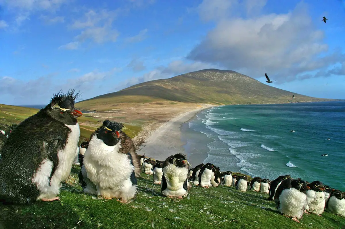 Rockhopper penguins in The Neck of Saunders Island, Falkland Islands