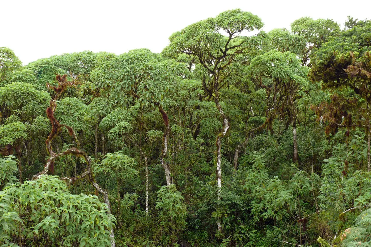 Unique forest of Scalesia pedunculata, Santa Cruz in Galapagos Islands