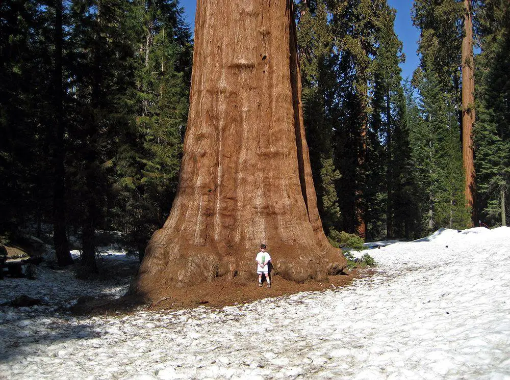 Sentinel tree and a child, California