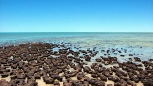 Stromatolites in Shark Bay, Hamelin Pool in Western Australia