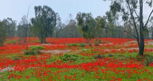 Shokeda Forest in Israel, flowering of anemones