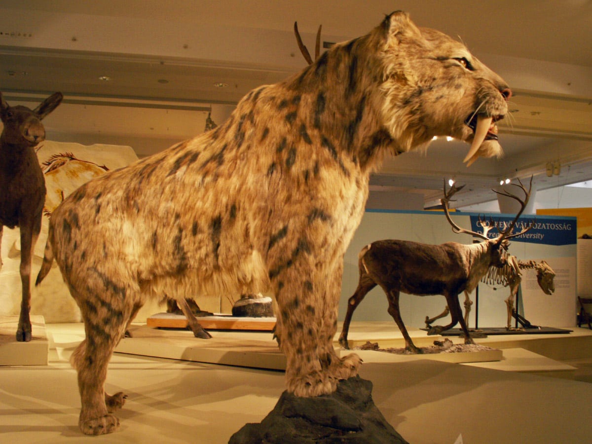Reconstruction of Smilodon populator in Hungarian Natural History Museum