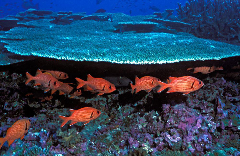 Group of soldierfish, Baker Island
