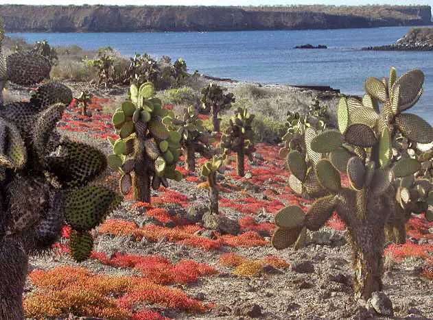Opuntia trees and Sesuvium cover in South Plaza, Galapagos Islands