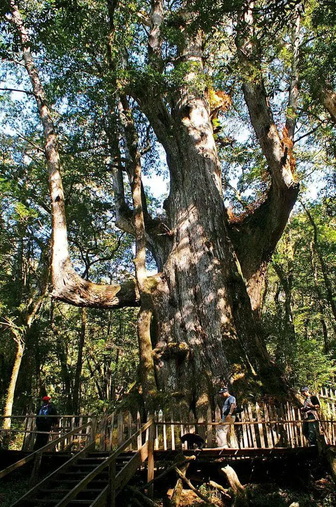 Ssumakushi "Granddady tree"