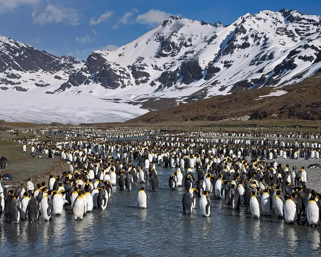 King penguins at St. Andrews Bay