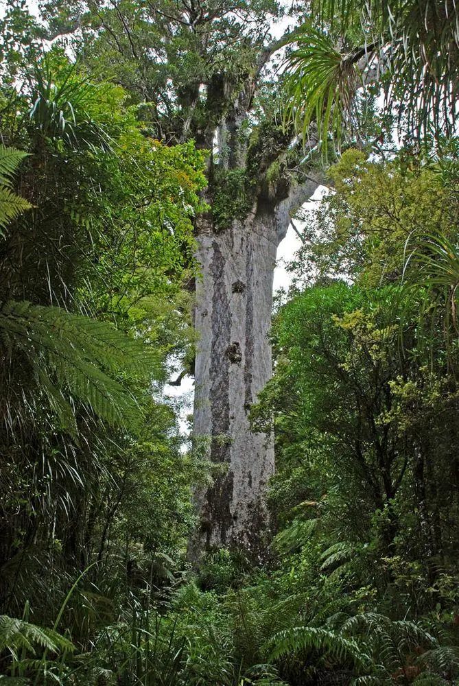 Largest kauri - Tāne Mahuta, Northland, New Zealand