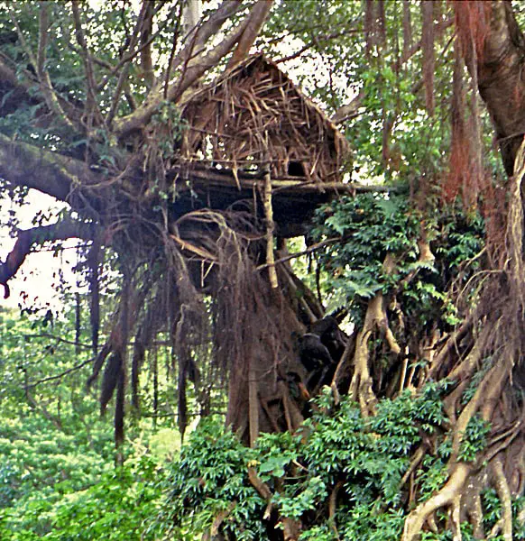 Large banyan in Tanna with ritual house built in the tree. This is not the banyan in Lomteuheaka