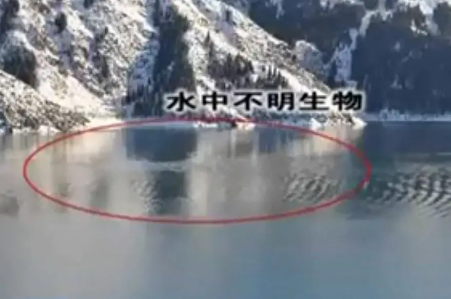 Group of large animals in Lake Tianchi, China, 2013. This event was witnessed by hundreds of tourists