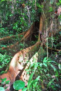 Rainforest in Tiwai Island, Sierra Leone