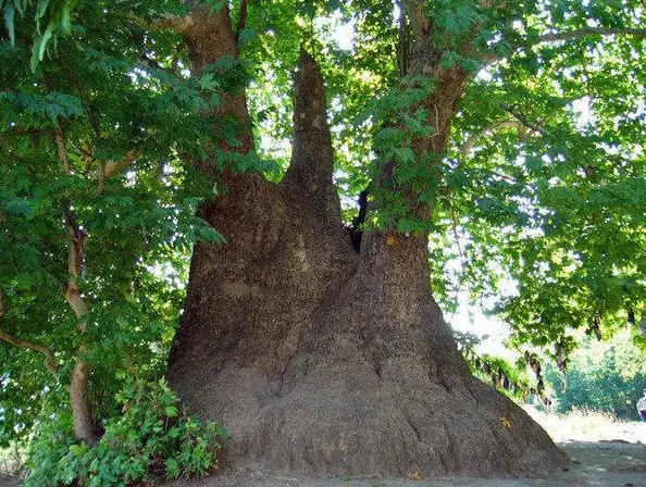 Tnjri - possibly the world's largest plane-tree