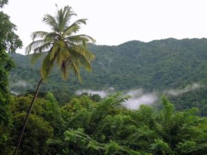 Tobago Main Ridge Forest