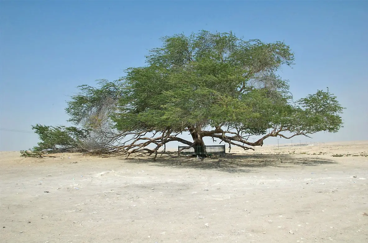 Tree Of Life, Bahrain