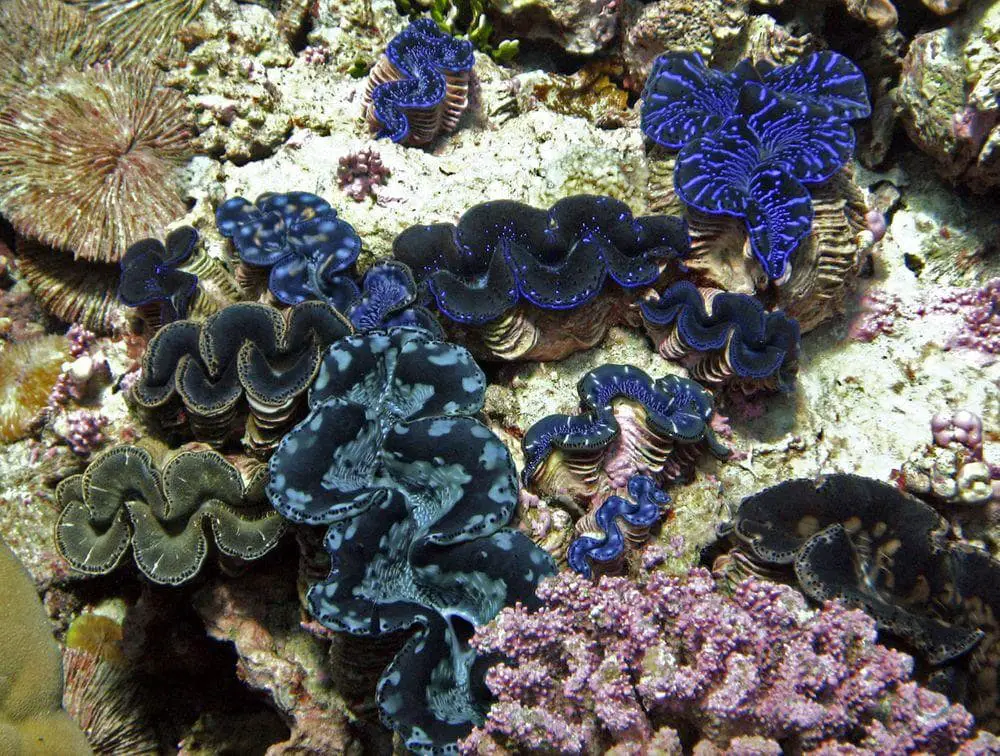 Giant clams in the Kingman Reef lagoon