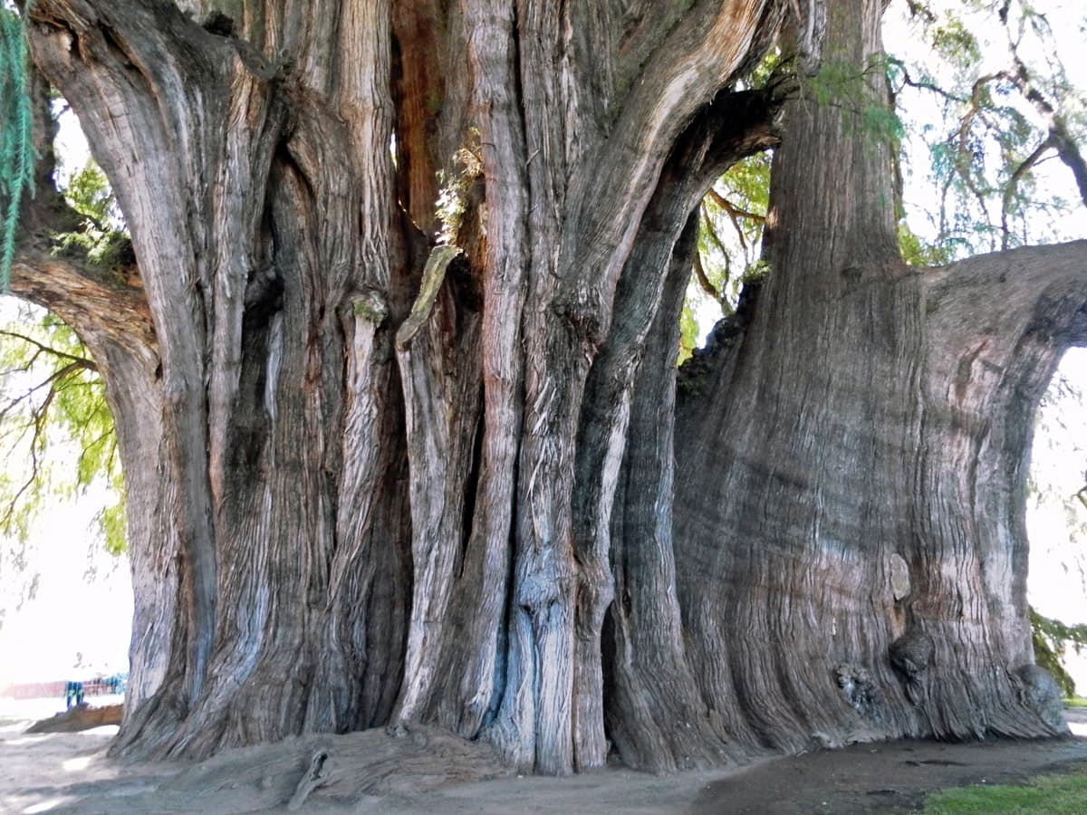 Árbol del Tule, another aspect of trunk which shows that the trunk has elongated form