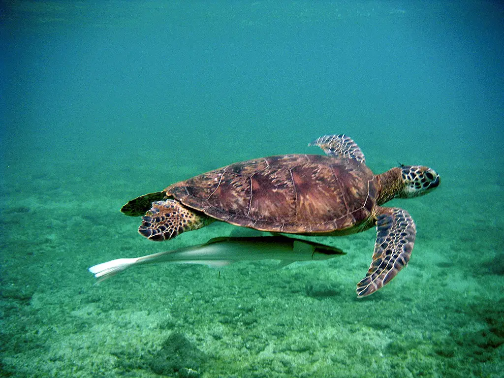 Sea life in Comoros