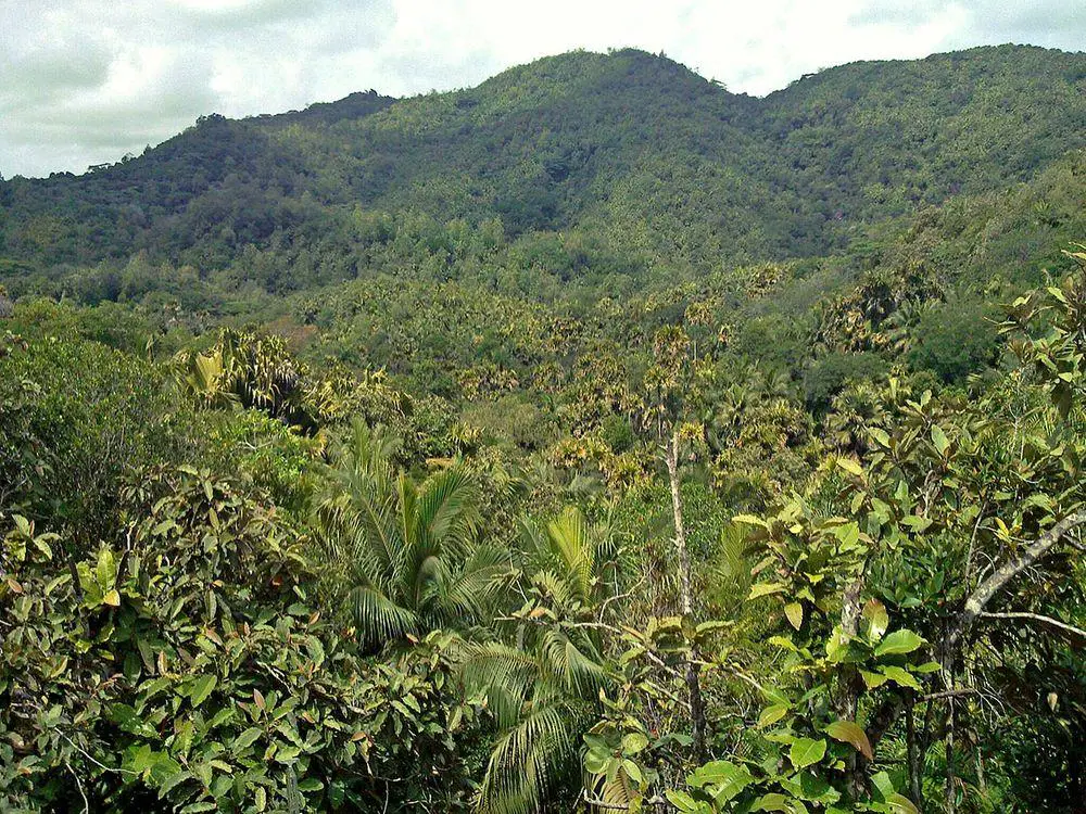 Vallée de Mai, Seychelles