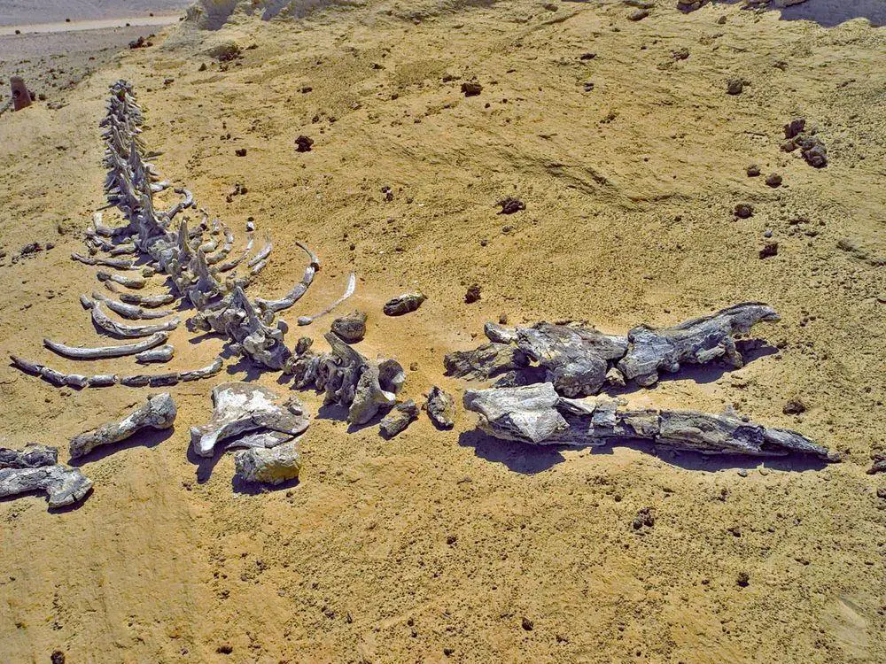 Dorudon atrox skeleton in Wadi Al-Hitan, Egypt
