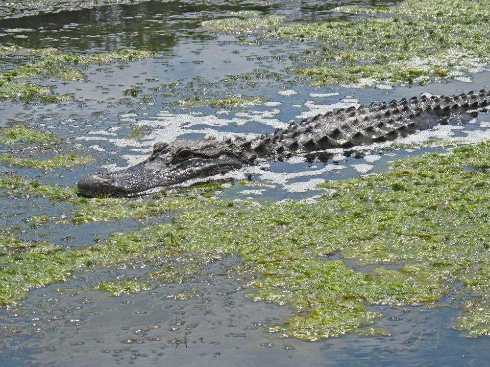 Alligator in Wakulla Spring, Florida