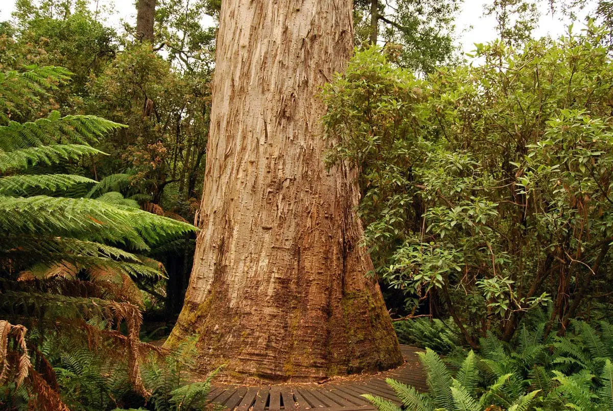 White Knight, Tasmania