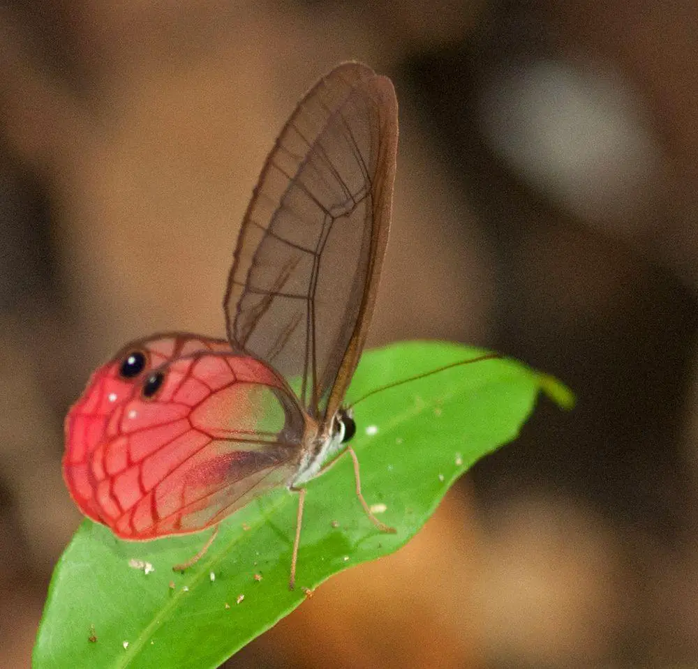 Glasswing butterfly Cithaerias pireta in Yasuni National Park, Ecuador