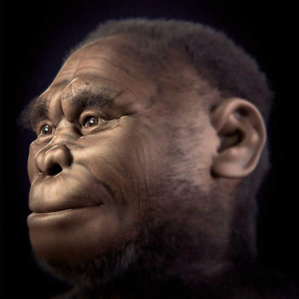 Homo floresiensis, reconstruction