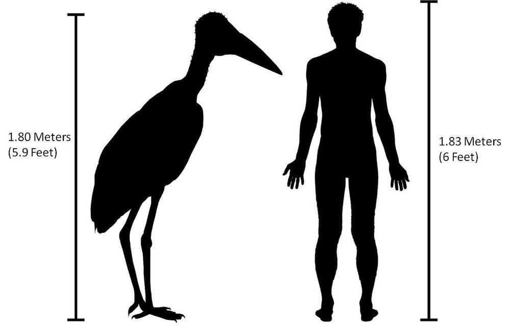 Leptopilos robustus compared to a modern human