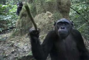 Chimpanzee researching videocamera in Goualougo triangle