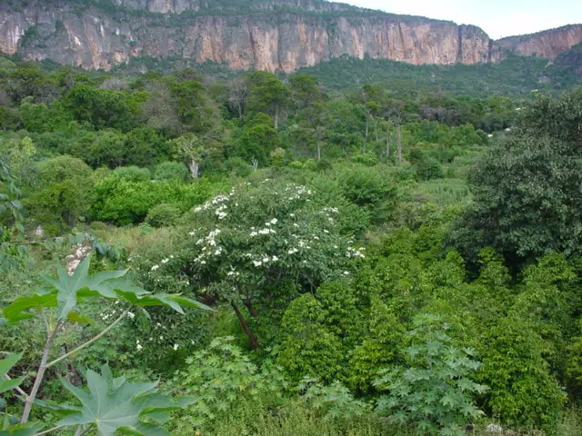 Cal Madow forest, Somalia